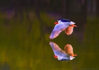 [原创]明湖夜鹭