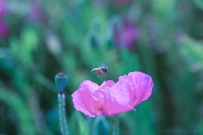 [原创]小小蜜蜂采蜜忙