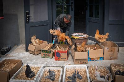 非遗鸡孵化小鹰