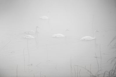 济南天桥沉沙池天鹅2