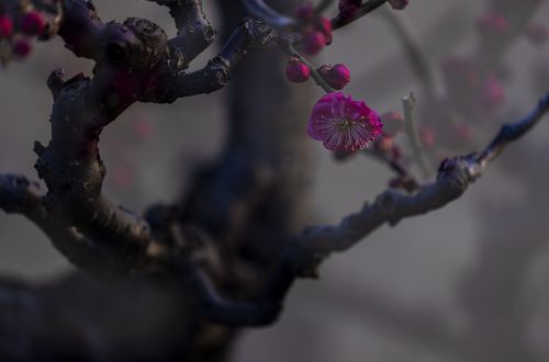 梅花季   梅之韵（一）