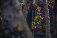 又是一年春风来。