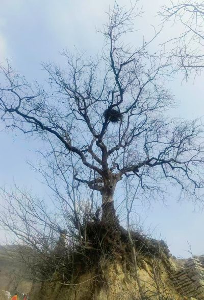 山里的柿子树（4）