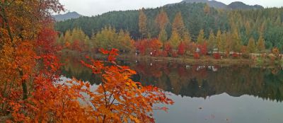 霜叶红于二月花