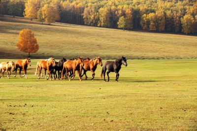 骏马踏秋光。