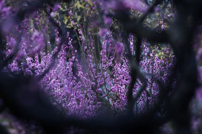 梅花季 梅之韵（八）