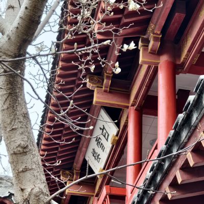 趵突泉的玉兰花