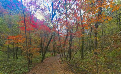 层林尽染