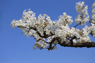 虬曲苍劲梨花枝（4）