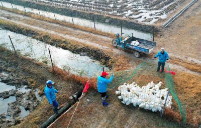 五洲农业稻田鸭获丰收