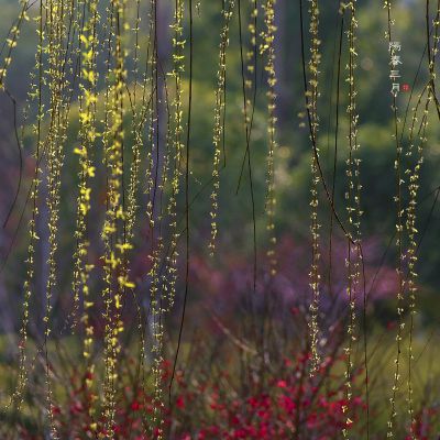 【阳春三月，又是人间好时节】