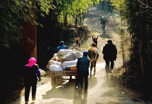 包产到户干劲高