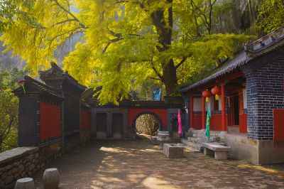 博山白石洞银杏