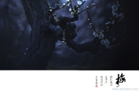 [原创]【暗香. 疏影横斜 】