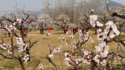 杏花儿开，好运来