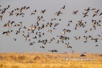 黄河入海口湿地的鸟儿们