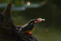 [原创]小翠口中的鳑鲏鱼