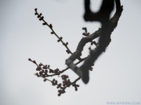 [原创]梅枝画意