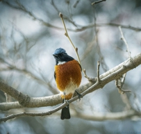 [原创]白喉红尾鸲