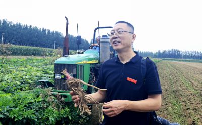 秦三村“白芷”大丰收