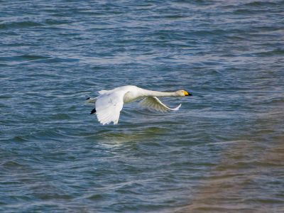 济南天桥沉沙湖天鹅5