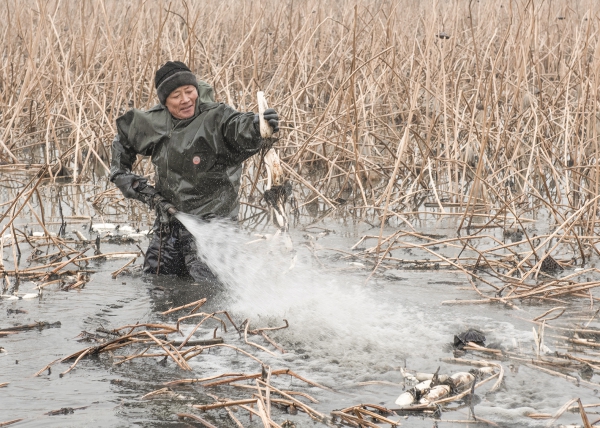又到一年出藕季
