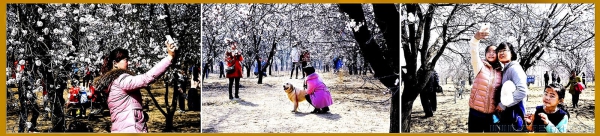 《古杏林里乐逍遥》（组照）