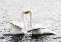 [原创]故乡的大天鹅——相濡以沫