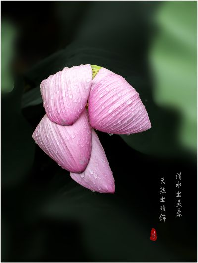 清水出芙蓉