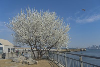 孤独的树大连梭鱼湾海边，生长着一棵孤独的山桃树。