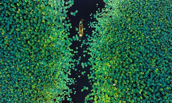 荷花娇欲语，愁杀荡舟人(艺术类)