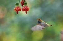 [原创]棕脸鹟莺迎春