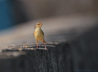 [原创]纯色山鹪莺