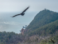 [原创]兀鹫寻岛