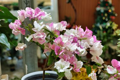 粉白相间三角梅