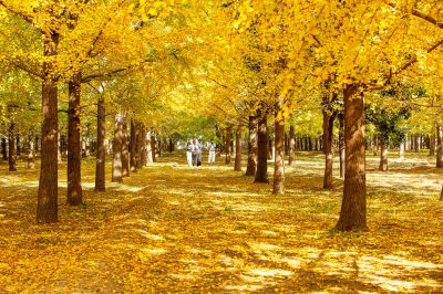 满地皆是黄金甲