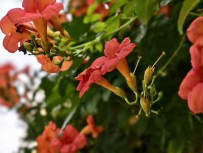 凌霄花开红艳艳