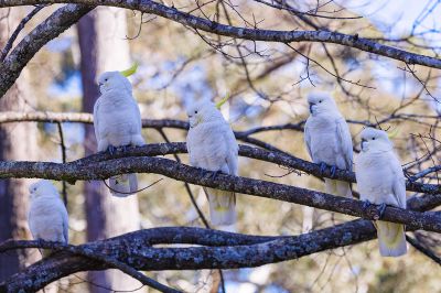 葵花凤头鹦鹉步调一致
