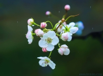 [原创]梨花一枝春带雨——
