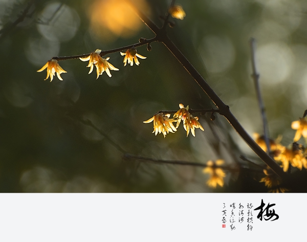 【暗香浮动，知是蜡梅花开】