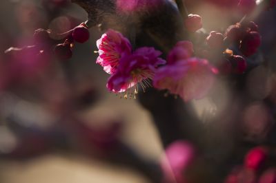 梅花季 梅之韵（四）