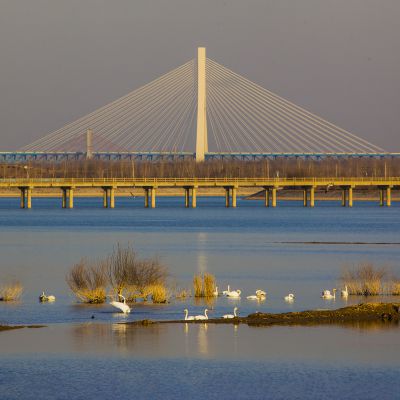 黄河沉沙池景观 1