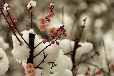 雪染梅花花更艳（3）