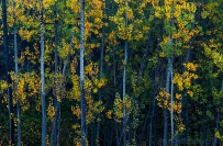 [原创]【秋 林】