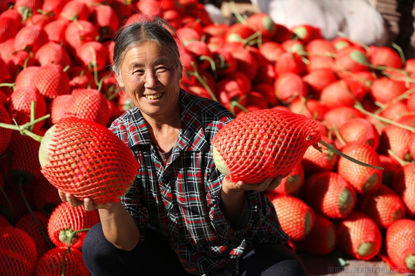 火红的日子比瓜甜
