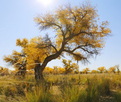 北疆乌尔禾胡杨林随拍（1）