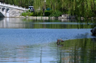 野鸭落水的瞬间