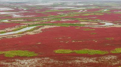 东方白鹳红地毯中觅食