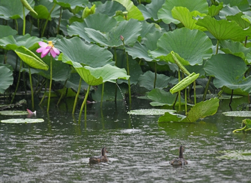 大珠小珠落玉盘  玉盘吐珠鸭欢唱