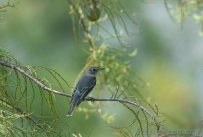 [原创]林中常客